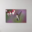 Search for throat canvas prints Ruby throated hummingbird