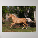 Search for lusitano posters Horses