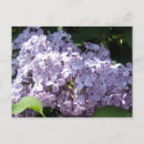 Search for lilacs postcards Bloom