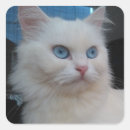 Search for cat with blue eyes stickers Kitten