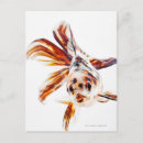Search for fantail postcards Fin
