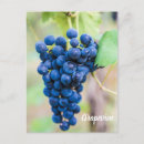 Search for wine grape postcards Grapevine