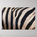 Search for black and white zebra posters Animal
