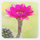 Search for blooming cactus stickers Floral