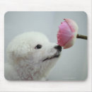 Search for smells mousepads Outdoors