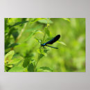 Search for damselfly art posters Nature