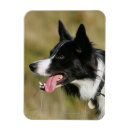 Search for panting magnets Dog