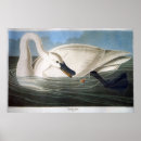 Search for trumpeter swan posters Vintage