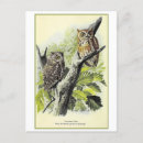 Search for birds of america postcards Illustration