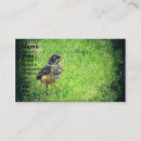 Search for robin business cards Photography