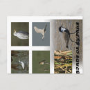 Search for cyprus postcards Nature