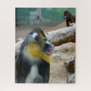 Search for mandrill Monkey