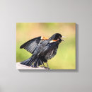 Search for blackbirds art Red winged blackbird
