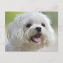 Search for looking away postcards Pets