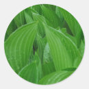 Search for raindrops stickers Hosta