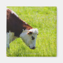 Search for grazing magnets Nature