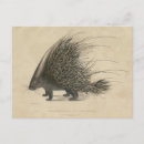 Search for crested postcards Antique