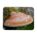 Search for fungi magnets Woodland