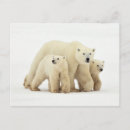 Search for cutest postcards Bear