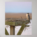 Search for peregrine falcon posters Animals