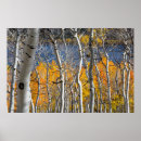 Search for tree bark posters Autumn