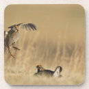 Search for ranching coasters Prairie