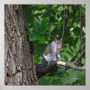 Search for squirrels posters Tree