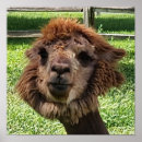 Search for alpaca art Cute