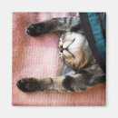 Search for kittens magnets No people