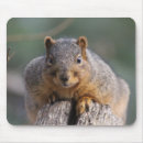 Search for squirrel mousepads Country