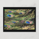 Search for peacock feather postcards Birds