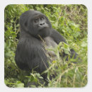 Search for gorilla stickers Endangered