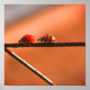 Search for following posters Cute