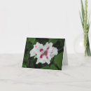 Search for blume cards Geburtstag