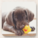 Search for toy coasters Dog