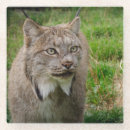 Search for big cat photography Cute