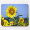 Search for sunshine flower mousepads Nature