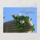 Search for cactus postcards Saguaro