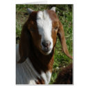 Search for boer goat Caprine