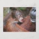 Search for orangutans invitations Wildlife