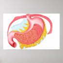 Search for internal organs posters Oesophagus