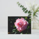 Search for camellia flower postcards Pink