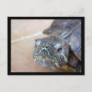 Search for closeup postcards Animal