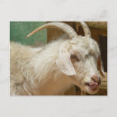 Search for pet goat postcards Farm