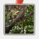 Search for looking at camera christmas tree decorations Outdoors