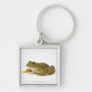 Search for common frog Nature
