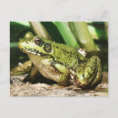Search for frog postcards Wildlife