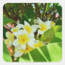Search for yellow frangipani stickers Plumeria