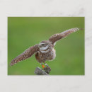 Search for bird lovers postcards Wildlife
