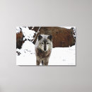 Search for grey wolf canvas prints Dogs